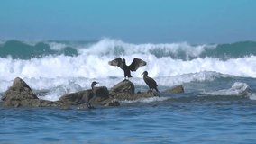Ocean cormorants