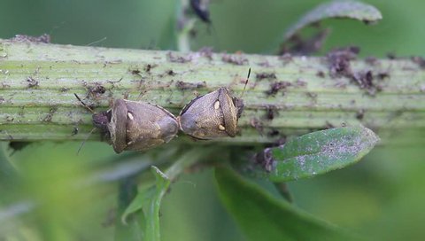 two bug having sex on green plant stem in the wild, north china