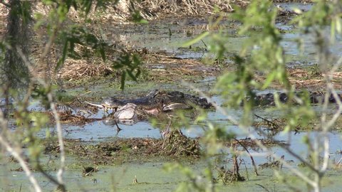 alligator eating alligator remains in the swamp