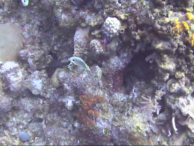 Scuba, four-eyed Butterfly fish