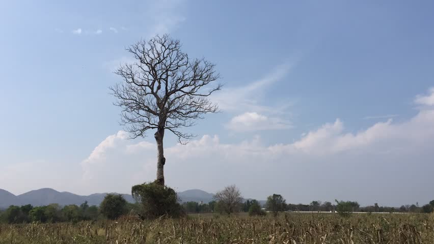 Clouds In The Sky Moving Above The Trees. Above the autumn tree smoothly moving white, gray rain clouds. Time lapse.