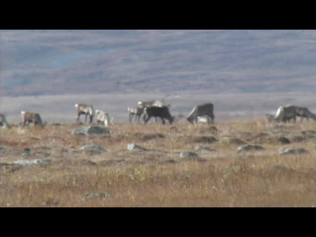 Mountain Caribou herd with two young bulls sparing in British Columbia, Canada.