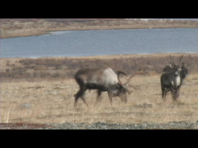 Herd of Mountain Caribou in Canada.