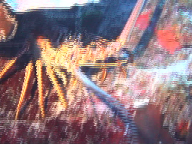 Spiny Lobster under a ledge