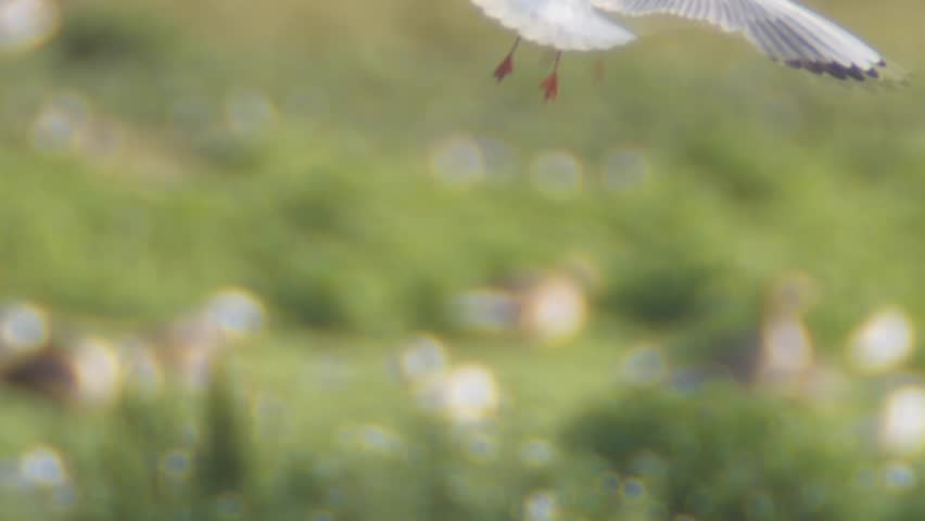 gull