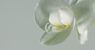 Phalaenopsis philippinensis is one of the most beautiful and most elegant orchids, january 2017, Blackmagic Cinema Camera 4K, Stock Footage, photo,  4K, Raw,