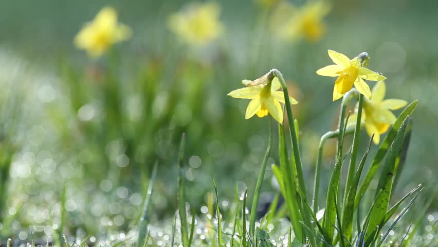 Yellow Daffodil Flowers Waving on the Morning Breeze