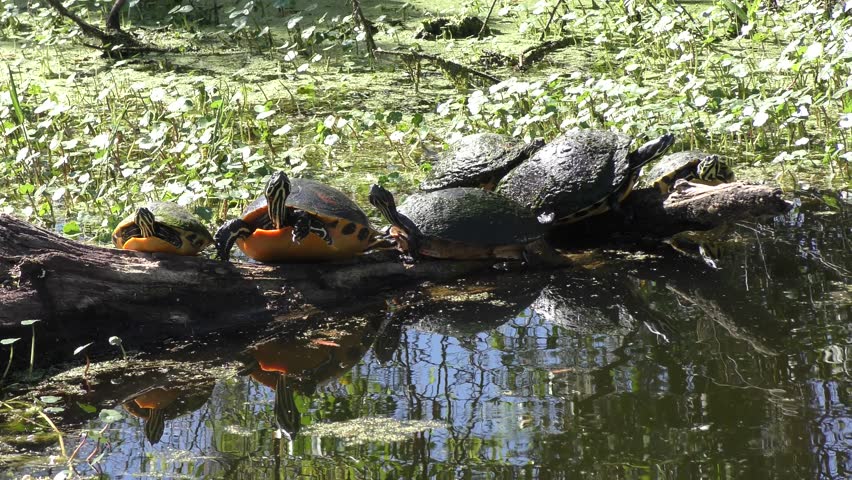 turtles basking on a log