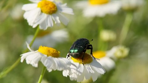 beetle on daisy