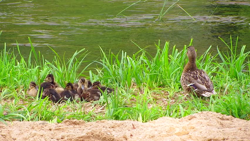 Mother duck with ducklings