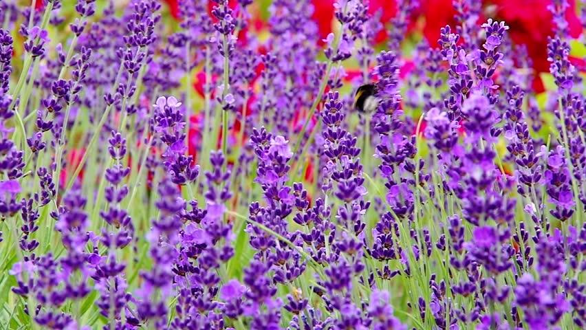 Lavender Garden and Honey Bee