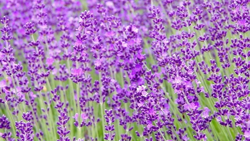 Lavender Garden