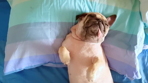 Pug dog having a siesta an resting in bed on a pillow on his back , tongue sticking out looking very funny