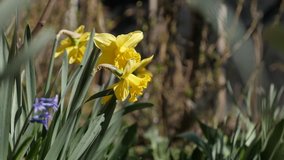 Narcissus flower bulb and green vegetation close-up 4K 2160p 30fps UltraHD footage - Decorative yellow plant Pseudonarcissus in the garden 3840X2160 UHD video