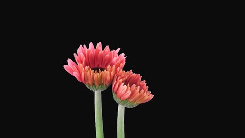 Pink Gerbera Daisy Flower Blooming の動画素材 ロイヤリティフリー Shutterstock