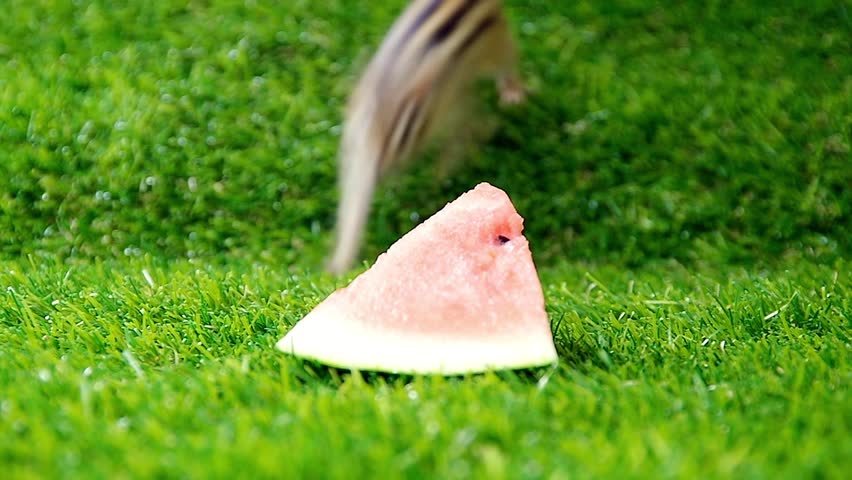 Chipmunk eating watermelon