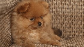 charming little Pomeranian puppy