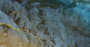 Capra are animals of mountain habitats. They sleep in the steepest rock walls. The Alps, Summer 2016, Blackmagic Cinema camera 4K, Stock Footage, photo,  4K, Raw,