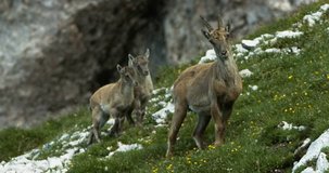 Female Capra are guiding their fawns through the steepest rock walls. The Alps, Summer 2016, Blackmagic Cinema camera 4K, Stock Footage, photo,  4K, Raw,