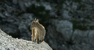 Female Capra are guiding their fawns through the steepest rock walls. The Alps, Summer 2016, Blackmagic Cinema camera 4K, Stock Footage, photo,  4K, Raw,