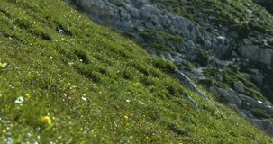 the dark-veined white is a butterfly, that frequently can be observed in the alps. summer 2016, Blackmagic Cinema camera 4K, Stock Footage, photo,  4K, Raw, 