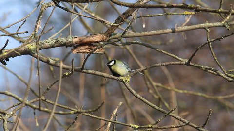 Great Tit  (Parus major) resting on a branch
