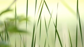 Serene Grass.
Beautiful, mellow clip of serene grass moving with very shallow depth of field.

