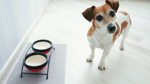 A dog stands near empty boxes looking at the camera, listening and turning his head. Waiting for food. Video footage. 