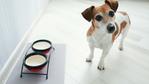 Dog Stands Near Empty Boxes Looking Stock Footage Video (100% Royalty