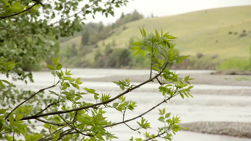 Focus-pull of trees along Yellowstone River