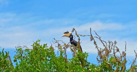 Large oriental wild Hornbill bird in wildlife of Sri Lanka forest. Yala national park animals in natural habitat. Malabar Pied Hornbill sitting on top of tree branch at sunny day with vivid blue sky