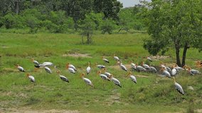 Large stork bird flies and flaps its wings slow motion video. Wildlife nature of Sri Lanka fauna and flora natural reserve