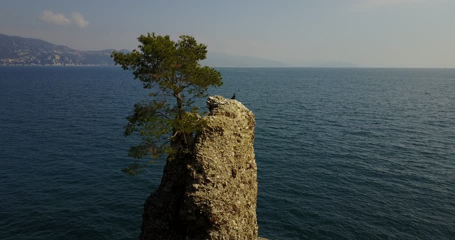 The Rock of Cadrega, maritime pine tree, aerial view, waterfront between Santa Margherita Ligure and Portofino, Paraggi, Liguria, Italy
