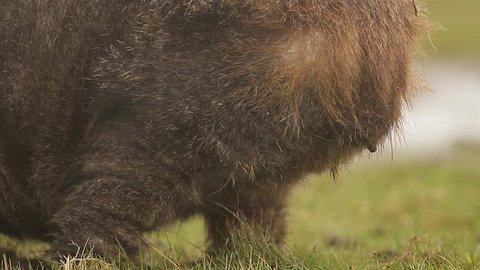 Wombat butt on meadow