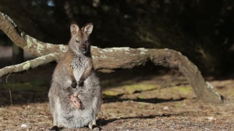 Wallaby with joey relaxing in the sun