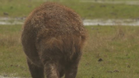 Wombat feeding on grass