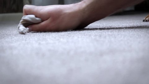 Home Owner cleaning up Dog Pee on carpet floor