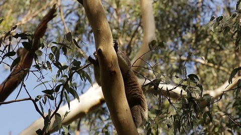 Koala bear feeding on eucalypt leaves