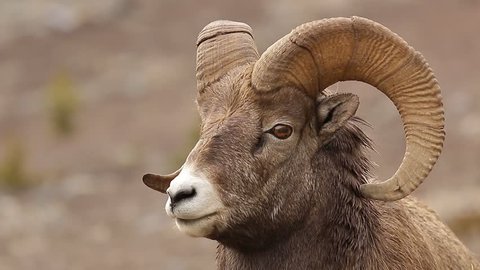 Male Bighorn Sheep