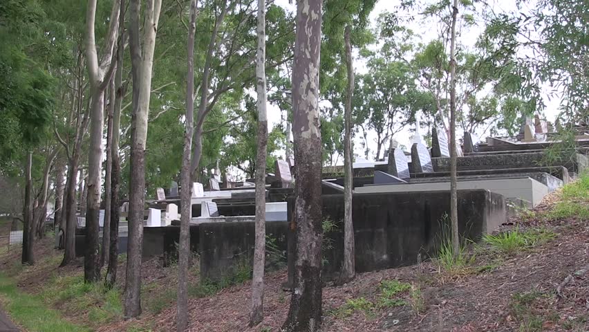 A row of Eucalyptus trees, alongside a row of graves, on a hillside in a cemetery, in Brisbane, Australia.