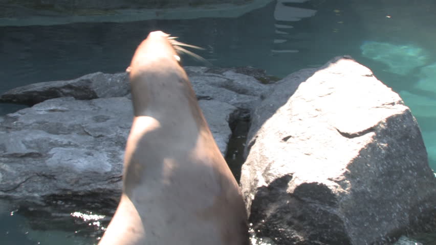 Big sea lion climbing on the rocks