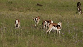 Springbok antelopes (Antidorcas marsupialis) feeding in natural habitat, South Africa