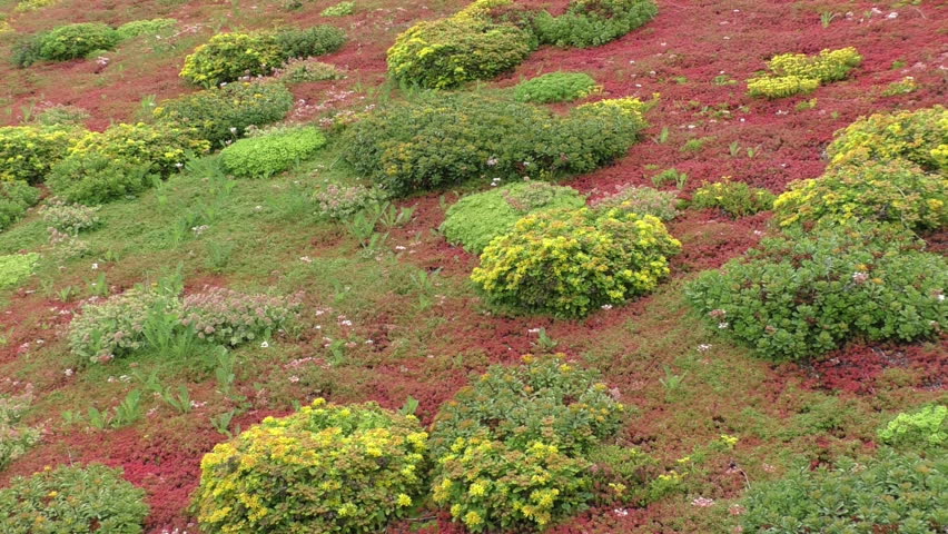 Colorful bushes and flowers are fluctuating upon a wind. Modern floral design in a public spaces. Contemporary natural landscape. Fresh minimalistic background.