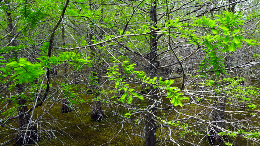 Bald Cypress, Six Mile Cypress Slough Preserve, Fort Myers, Florida, Usa, America