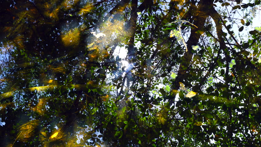 Bald Cypress, Six Mile Cypress Slough Preserve, Fort Myers, Florida, Usa, America
