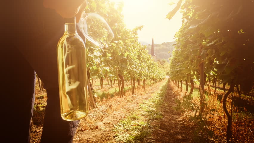 Summer landscape with vineyards and man walking on field with bottle of white wine for picnic. Wine making concept Royalty-Free Stock Footage #25011635
