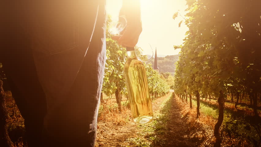Summer landscape with vineyards and man walking on field with bottle of white wine for picnic. Wine making concept