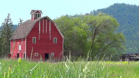 Blowing grass against red barn