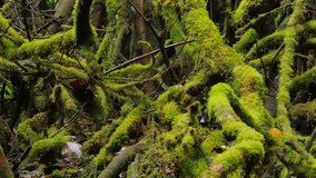 rainforest moss covered trees - Powered by Shutterstock - Get 15% off with code: PIKWIZARD15
