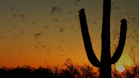 Thousands of bats swarm around blooming saguaro cactus during scenic Arizona sunset. 1080p